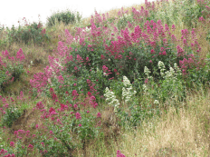 Des images de diff�rentes plantes